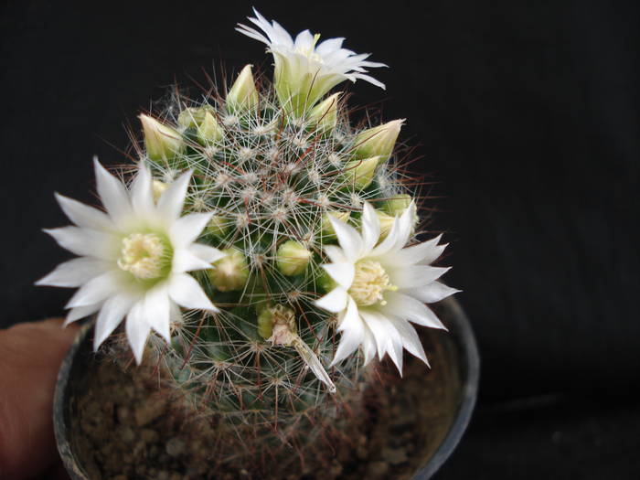 DSC06521 - Cactusi