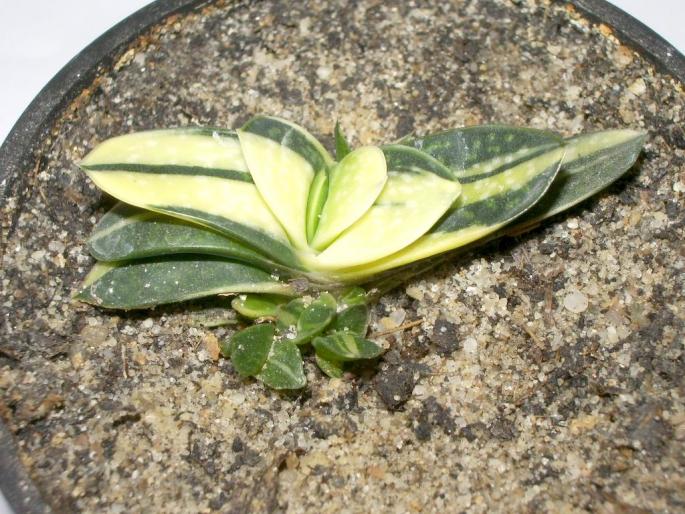 Gasteria - forma variegata - Suculente