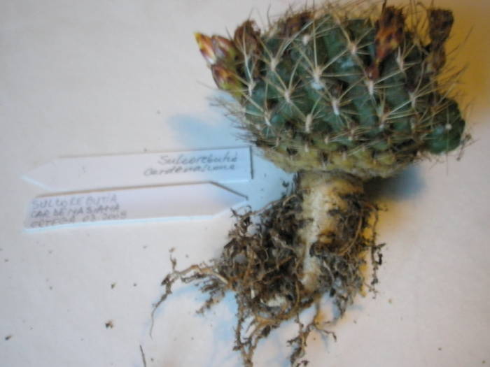 Sulcorebutia cardenasiana - RADACINI de cactus