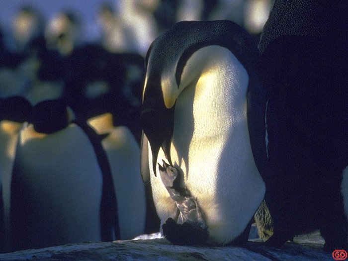 pingu micut - alaska and antarctica icebergs