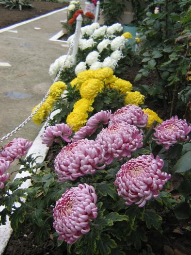 picture 485 - crizanteme  2008
