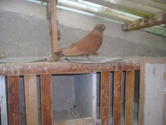 pozedecembrie 2009 147