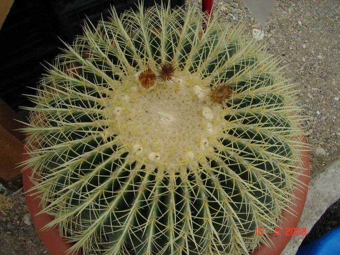 Echinocactus grusonii