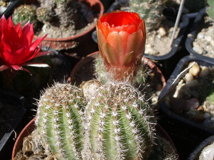 Chamaelobivia - Lobivia