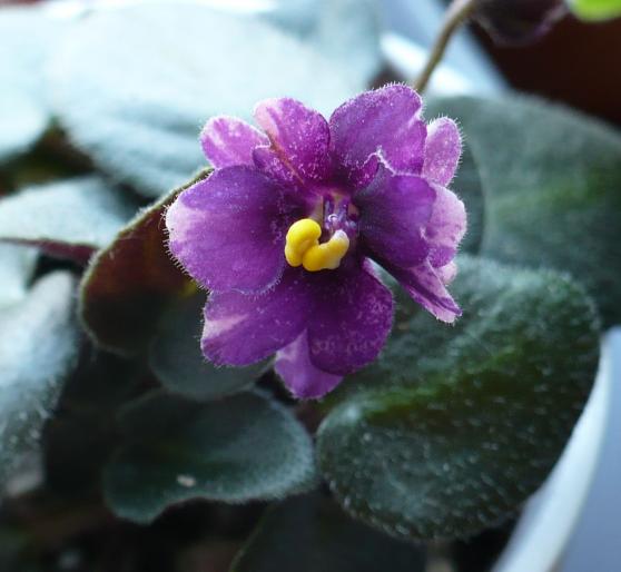 Midnight Waltz - Violete africane