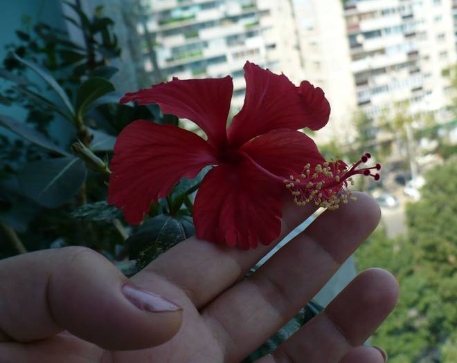 P1150126