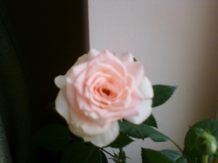2009; trandafir pitic
