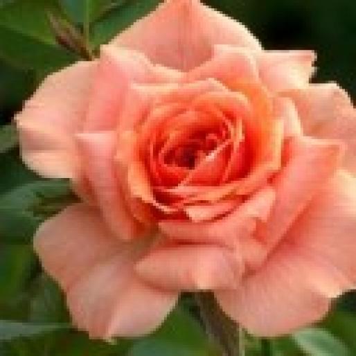 Cottage_Garden_1141348589 - animale si flori