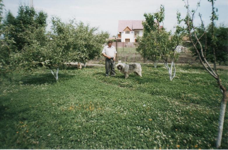 ciobanesc caucazian 2004-victor - CAINI-DRESAJ-SOCIALIZARE