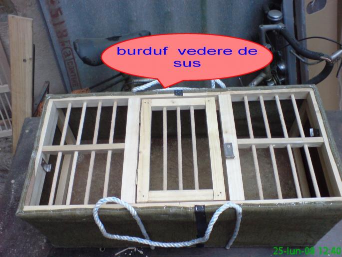 burduf transport porumbei