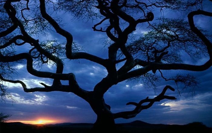 Nature_Forest__000683_1