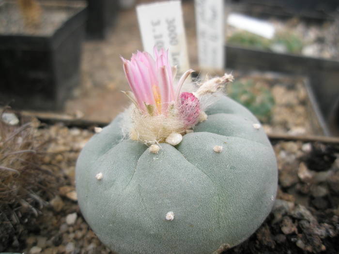 P6010139 - plantele lui George Nitu