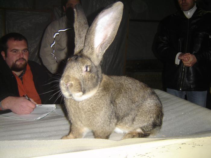 DISZNOVAGAS KEPEK 086