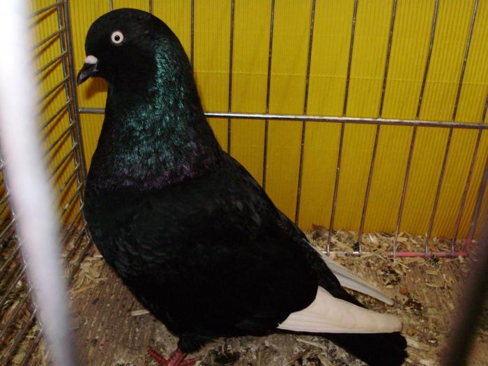 15248 koln 1 - 1505 partea 7