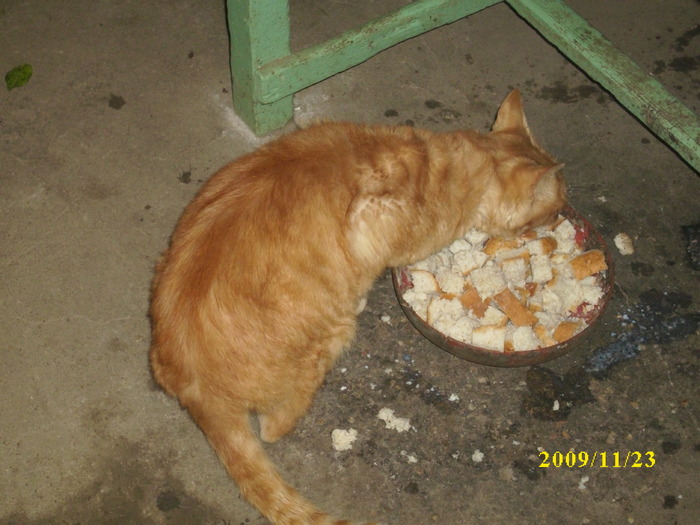 DSCI2698 - pisici si catelusa Boggy