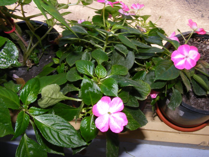 IMPATIENS