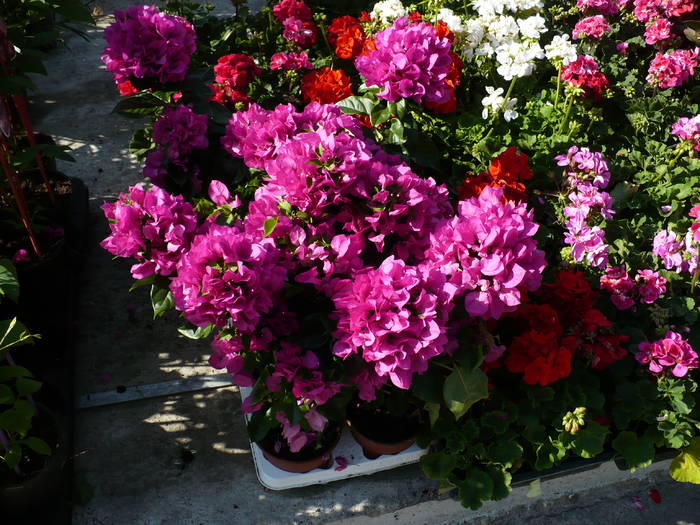 P1110722 - Expo Floris 8 mai 2009