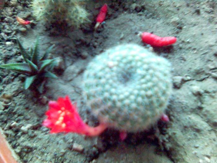 Rebutia - Cactusi