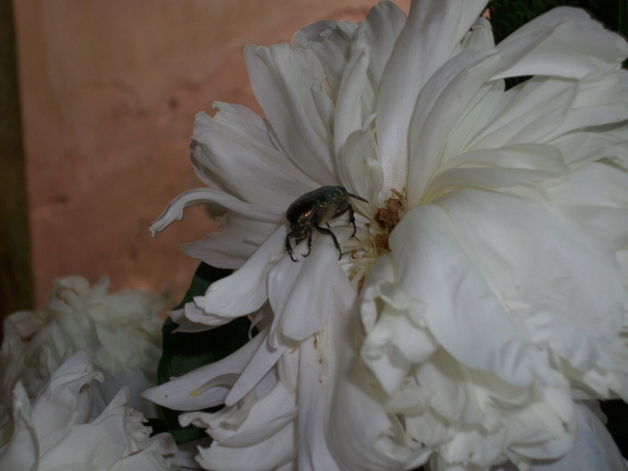 DSCI0715 - flori din gradina mea