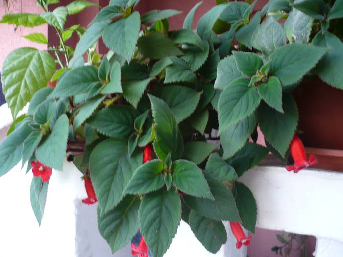 29-05-2009 203 - Flori