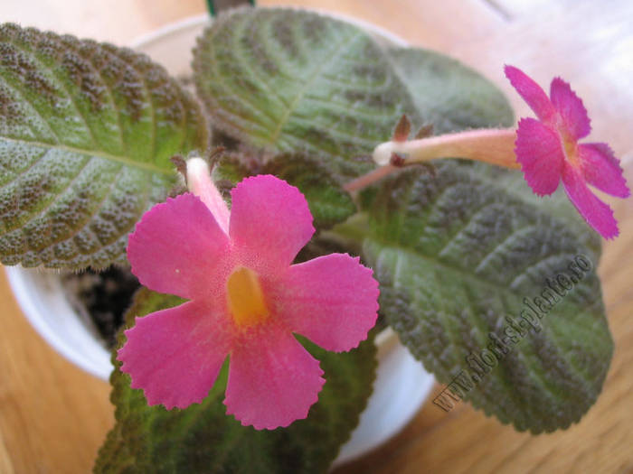 Episcia Pink Panther 6