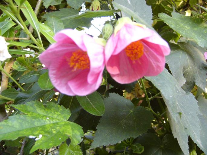 abutilon - Abutilon