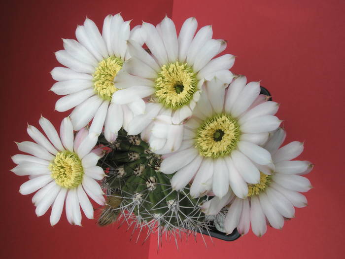 Acanthocalycium peitscherianum - 27.06 - Acanthocalycium