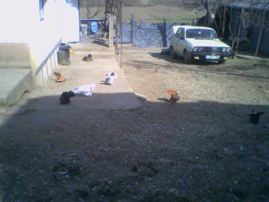 poza0038 - Roller de colectie