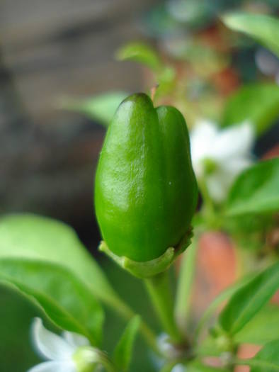 Green Chili Pepper (2009, June 23) - Ardei Iute Rosu_de la mama