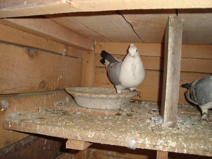 88 - C Porumbei Blueti si Satineti Vechi