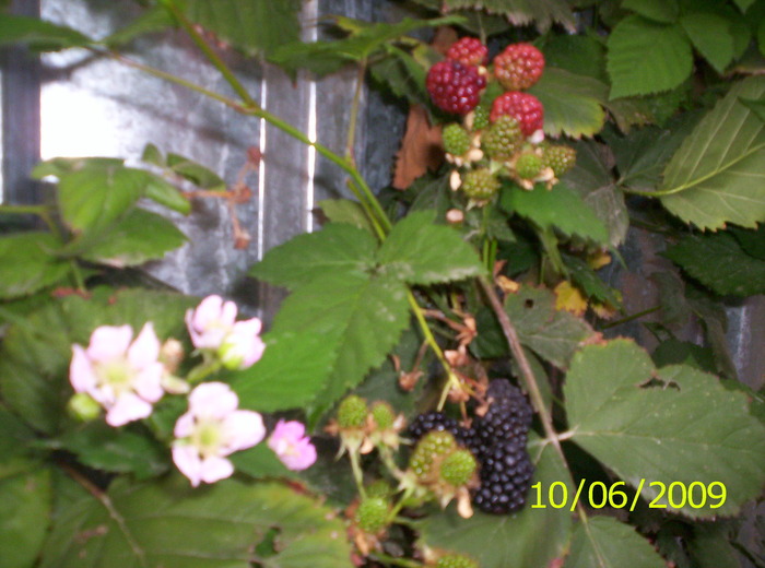 Murar de gradina; 3 generatii...poate nu se mai coc dar incearca(a rodit toata vara)
