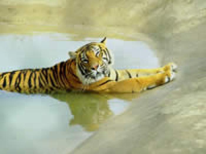 445 - tigri