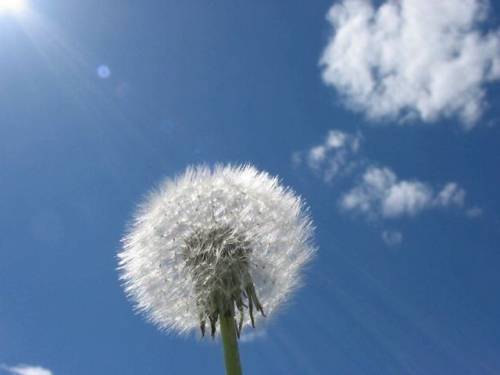 RBAYKBAQXBRSMLKUALS - Flori