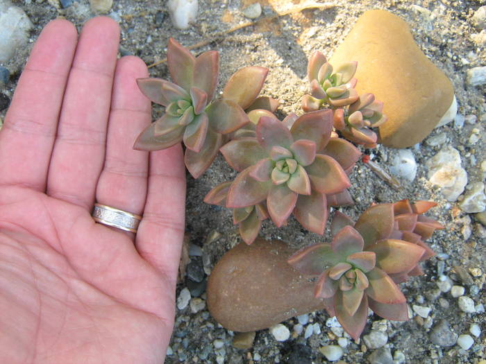 IMG_8188 - Cactusi la mosie 17 iunie 2009