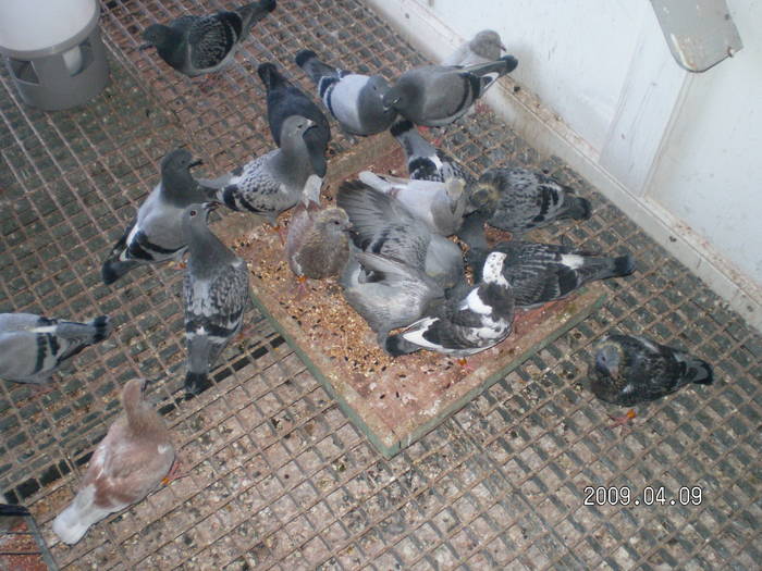 76; pui 2009
