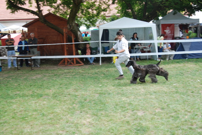 DSC_0196 - Concurs international de frumustete canina 2009 TgMures