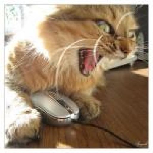 whaza - animale si flori