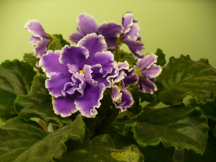 P1180348 - Midnight Cloud