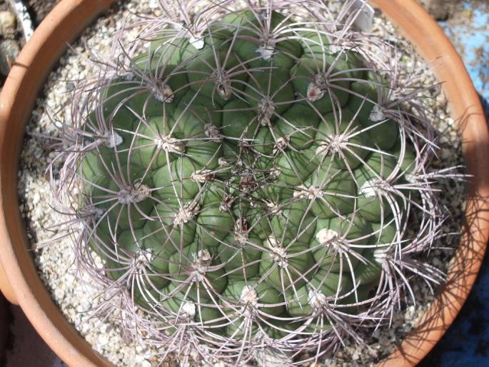 Gymnocalycium saglione