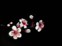 824683 - desene desenatori