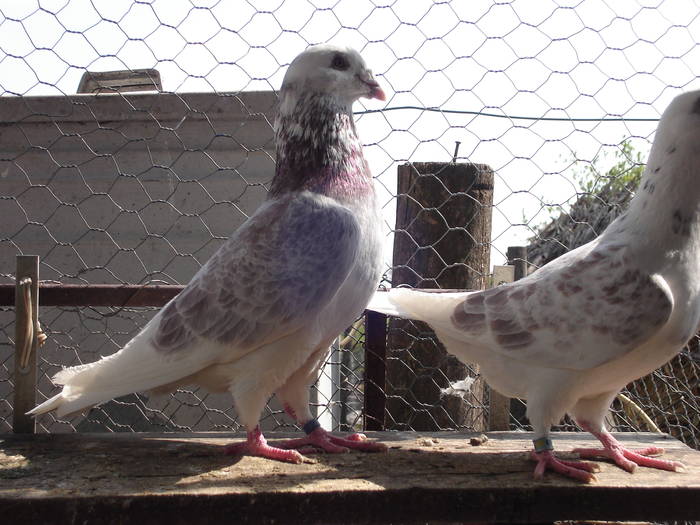 87 - E Porumbei Voiajor Standard Vechi