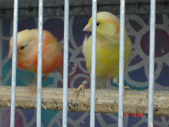 DSC03953 - canari poze 2009