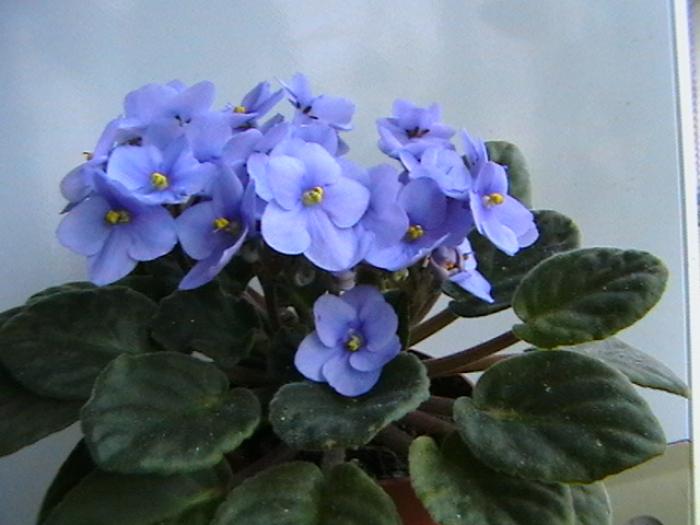 26.11 - violete 2009
