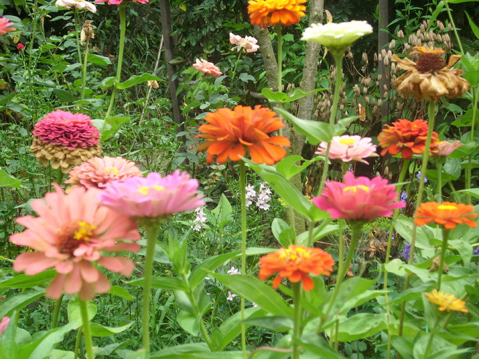 DSCI0351 - carciumarese-zinnia