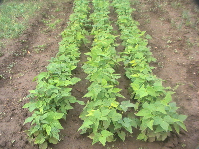 1-Iunie - Anul 2009 in gradina mea