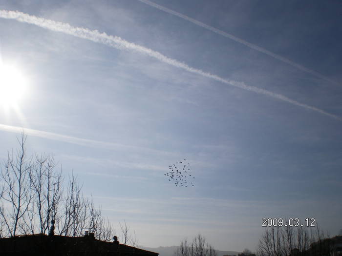 51 - porumbei Mihai si Gigi