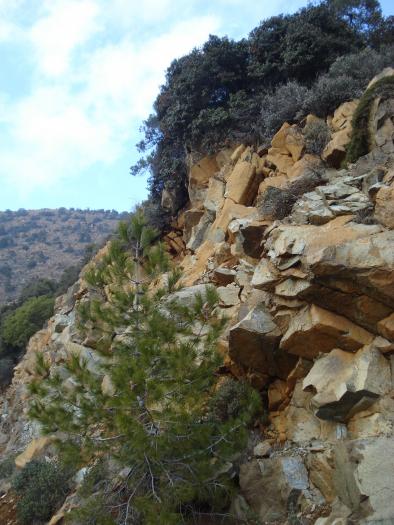 Picture 655; Muntii Troodos
