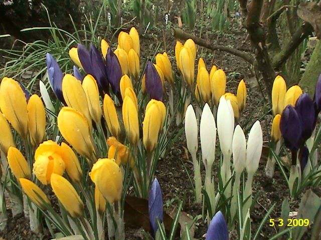 Crocus 5 mart 2009 (2)