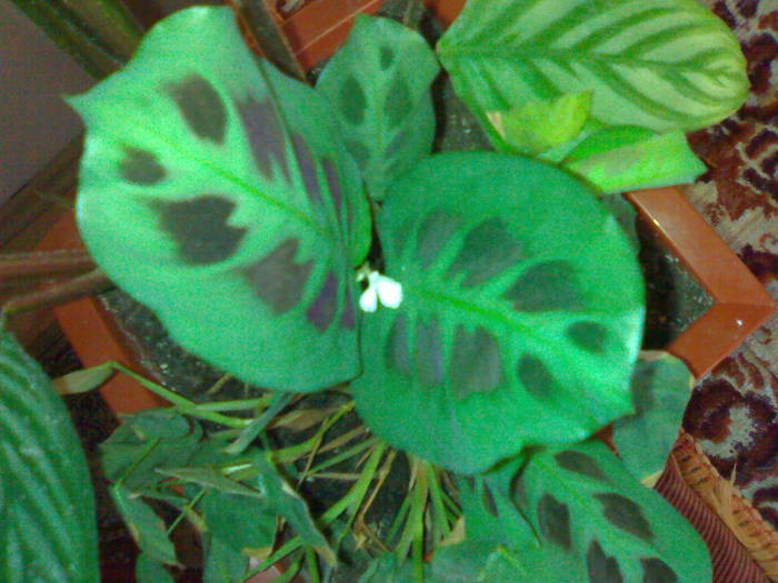 Maranta inflorita - Marantaceae 2009