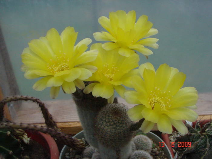 DSC06121